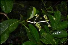 Psychotria dalzellii